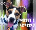 Small #2 American Pit Bull Terrier Mix
