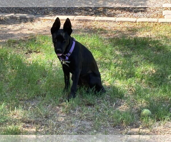 Medium Photo #2 Mutt Puppy For Sale in Chandler, AZ, USA