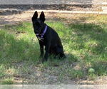 Small #1 Mutt