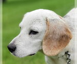 Small #6 Beagle Mix