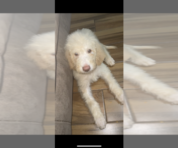 Medium Photo #1 Goldendoodle-Poodle (Standard) Mix Puppy For Sale in OAKWOOD, GA, USA