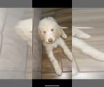 Small Photo #1 Goldendoodle-Poodle (Standard) Mix Puppy For Sale in OAKWOOD, GA, USA