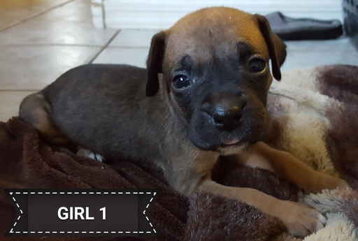 Medium Photo #1 Boxer Puppy For Sale in COTTONWOOD, AZ, USA