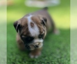 Small #12 Bulldog