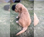 Small Photo #4 Goldendoodle Puppy For Sale in LA MESA, CA, USA