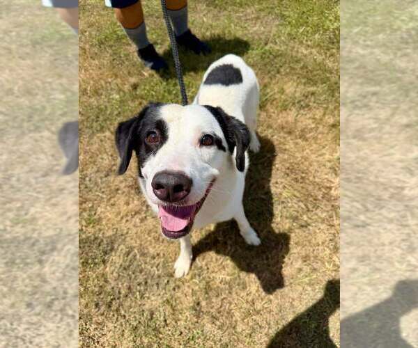 Medium Photo #4 Mutt Puppy For Sale in Abbeville, LA, USA