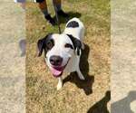 Small #3 Mutt