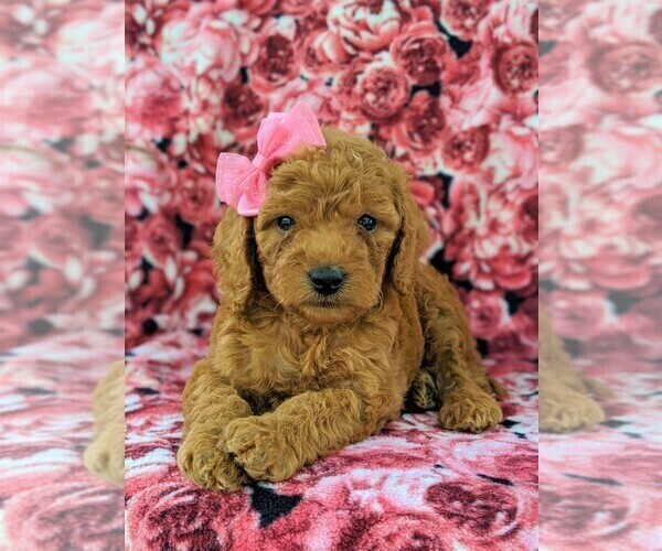 Medium Photo #6 Goldendoodle-Poodle (Miniature) Mix Puppy For Sale in GLEN ROCK, PA, USA