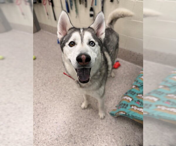 Medium Photo #1 Siberian Husky Puppy For Sale in Brighton, CO, USA
