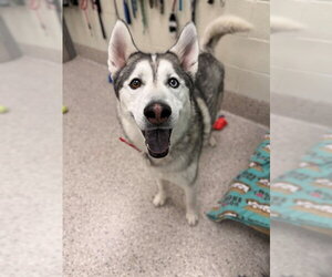 Siberian Husky Dogs for adoption in Brighton, CO, USA