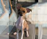 Small #2 Chihuahua Mix