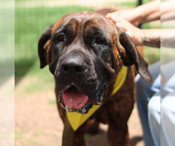Medium Photo #1 Mastiff-Unknown Mix Puppy For Sale in San Antonio, TX, USA