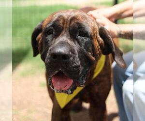 Mastiff-Unknown Mix Dogs for adoption in San Antonio, TX, USA