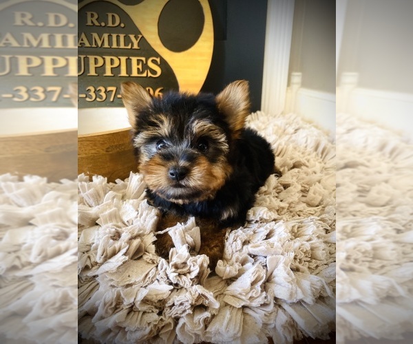 Medium Photo #6 Yorkshire Terrier Puppy For Sale in CROSSVILLE, TN, USA