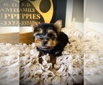Small #5 Yorkshire Terrier