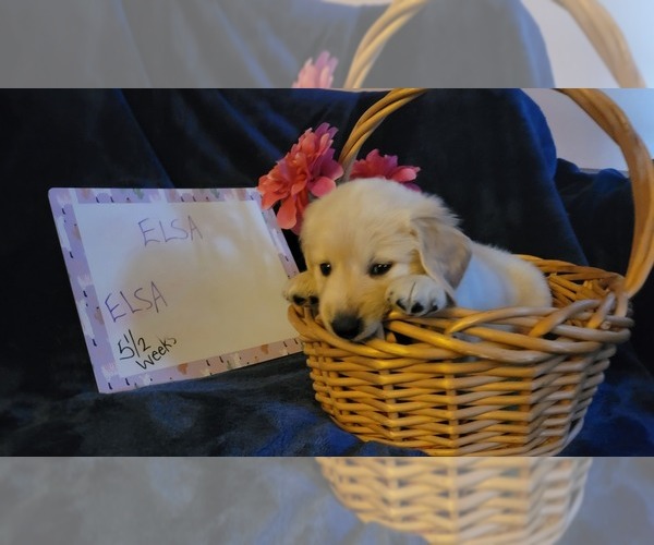 Medium Photo #7 Golden Retriever Puppy For Sale in VOORHEES, NJ, USA
