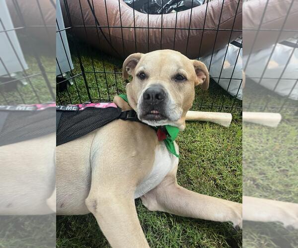 Medium Photo #3 Labrador Retriever-Unknown Mix Puppy For Sale in Royal Palm Beach, FL, USA