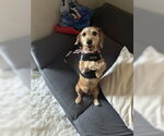 Small Dachshund