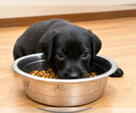 Small #2 Labrador Retriever Mix