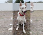 Small #4 German Shepherd Dog