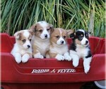 Small Photo #4 Pembroke Welsh Corgi Puppy For Sale in EAST EARL, PA, USA