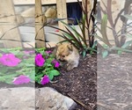 Small Photo #12 Pomeranian Puppy For Sale in GREENWOOD, WI, USA