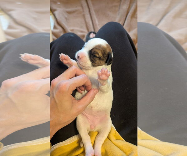 Medium Photo #3 Beagle-Colonial Cocker Spaniel Mix Puppy For Sale in Fort Worth, TX, USA