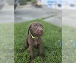 Puppy GREEN Labrador Retriever