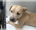 Small American Pit Bull Terrier