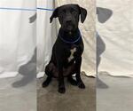 Small Labrador Retriever