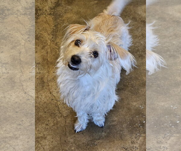 Medium Photo #2 Doxiepoo (Miniature) Puppy For Sale in Agoura Hills, CA, USA