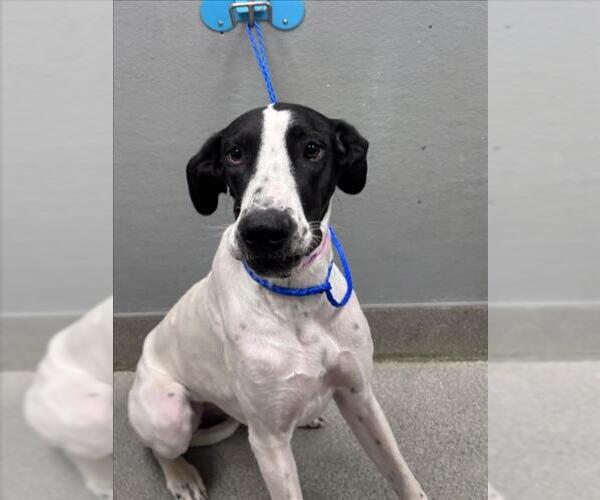 Medium Photo #1 Great Dane-Unknown Mix Puppy For Sale in Las Vegas, NV, USA