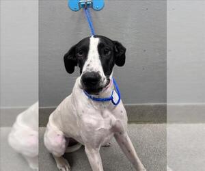 Great Dane-Unknown Mix Dogs for adoption in Las Vegas, NV, USA