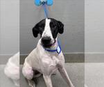 Small Great Dane Mix