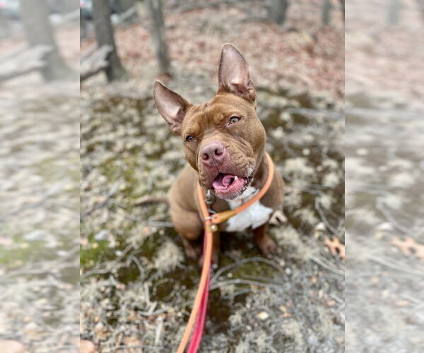 Medium Photo #8 American Staffordshire Terrier-Unknown Mix Puppy For Sale in Sayreville, NJ, NJ, USA