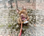 Small #7 American Staffordshire Terrier Mix