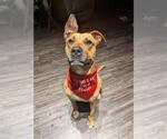Small #4 Staffordshire Bull Terrier Mix