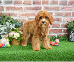 Small #3 Cavapoo (Miniature)