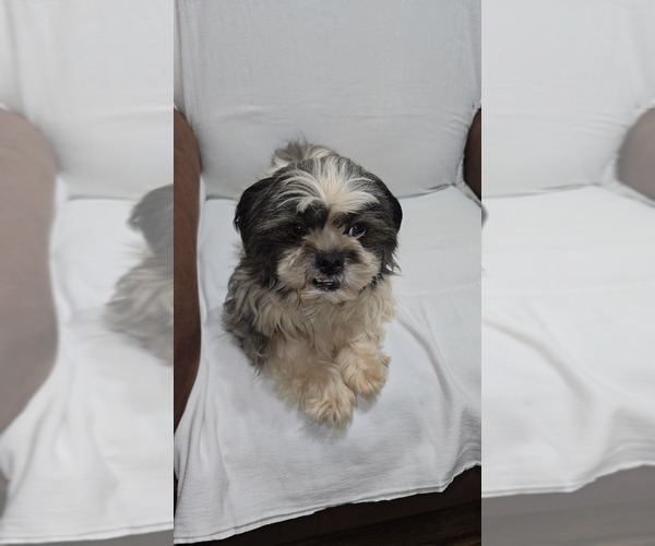 Medium Photo #1 Shih-Poo Puppy For Sale in CHARLOTTE, NC, USA