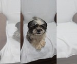 Small Photo #1 Shih-Poo Puppy For Sale in CHARLOTTE, NC, USA