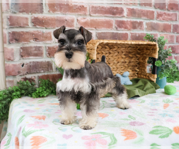 Medium Photo #5 Schnauzer (Miniature) Puppy For Sale in SYRACUSE, IN, USA