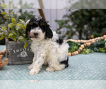 Puppy Nova Poodle (Miniature)