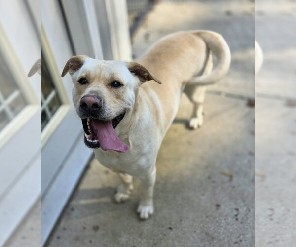 Medium Photo #4 Labrador Retriever-Unknown Mix Puppy For Sale in Woodsfield, OH, USA