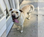 Small Photo #4 Labrador Retriever-Unknown Mix Puppy For Sale in Woodsfield, OH, USA