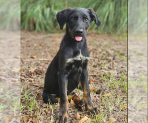 Labrador Retriever-Unknown Mix Dogs for adoption in Wakefield, RI, USA