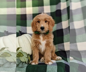 Goldendoodle (Miniature) Puppy for sale in QUARRYVILLE, PA, USA