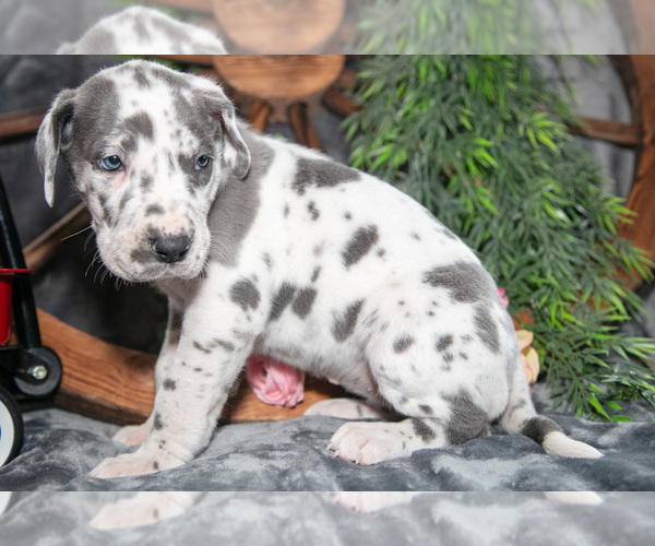 Medium Photo #2 Great Dane Puppy For Sale in SHELBY, OH, USA