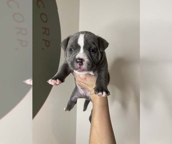 Medium Photo #9 American Bully Puppy For Sale in BEDFORD, MA, USA