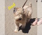 Small Photo #1 Soft Coated Wheaten Terrier Puppy For Sale in PHELAN, CA, USA