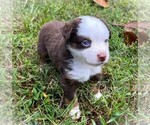 Small #5 Miniature Australian Shepherd